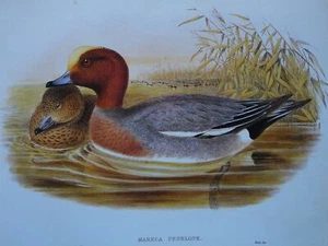 Vintage Birdlife Print MARECA PENELOPE Eurasian Wigeon Duck J.Gould & HC Richter - Picture 1 of 3