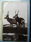 Sw01 B2 109 - Postcard - Hunting Stalking - Deer - Un-Used
