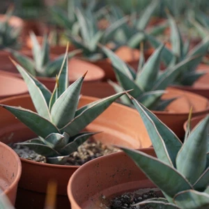 8 CM 1 PIEZA Sansevieria Pinguicula Hermoso Jardín Exterior Rara Plantación - Imagen 1 de 8