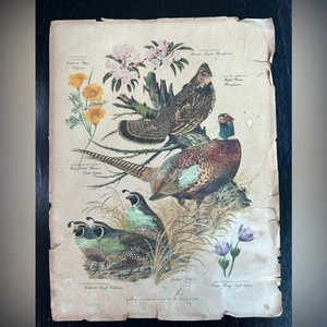 VTG Bird Illustration Art Print- No. 3 of a Series of Paintings by Arthur Singer - Picture 1 of 4