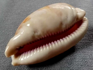 Cypraea leviathan 60 mm F+++/GEM Allungato Slim Forma CORPO Collezione - Foto 1 di 7