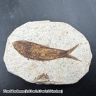 Eocene fossil fish in matrix from usa – genuine prehistoric specimen with