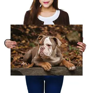 A2 | American Bulldog Puppy Dog Pets Size A2 Poster Print Photo Art Gift #12471 - Picture 1 of 3