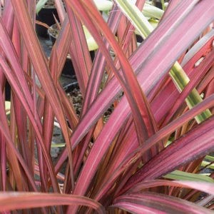 Phormium tenax 'Evening Glow' Evergreen Compact Hardy Garden Shrub | 9cm Pot - Picture 1 of 7