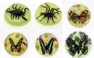 Real Bug Round Paperweight. 6 To Choose From - Picture 1 of 9