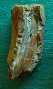 Dinosaur Fossil Tooth Multi-Colored Very Colorful / Textured SW USA 3 1/4" 75 Gr - Picture 1 of 7