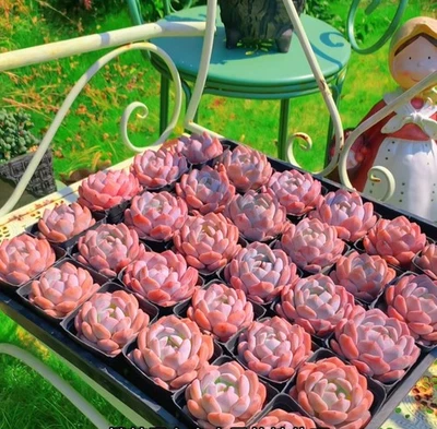  Echeveria laui x Orange monroe , hybrid 5 cm diameter,succulent  - Image 1 of 4