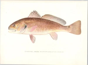 Original c 1900 Antique S.F. DENTON Color Fish Print - Channel Bass - Picture 1 of 1
