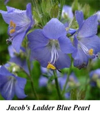 Seeds JACOB'S LADDER BLUE PEARL Polemonium SHADE LOVER Greek Valerian Seed PEREN - Image 1 of 3