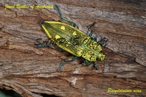 Australian Jewel Beetle Pseudotaenia ajax image digital file supplied on CD - Picture 1 of 1