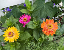 Giant Cactus Flower Zinnia Mix Seeds Heirloom / Non-GMO - Free Shipping