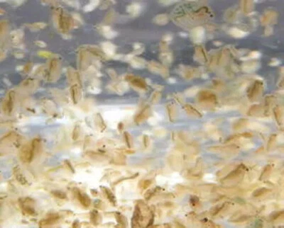 500ml Daphnia, Dafnia pulce d'acqua cibo vivo per pesci tropicali,betta - Imagen 1 de 2