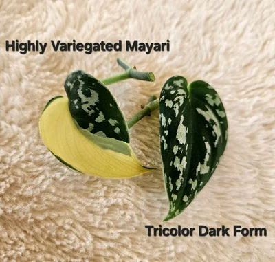 1 Highly Variegated Scindapsus Mayari, 1 Scindapsus Tricolor Dark Form Cuttings - Image 1 of 2