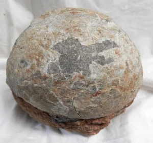 FORMIDABLE Hadrosaur Dinosaur Egg/Shell Dendrolithus Fossil 65 Million Years Old - Picture 1 of 12