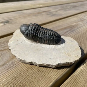 trilobite Reedops maurulus from Morocco Devonian Period - Picture 1 of 10