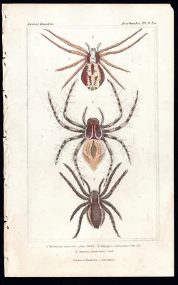 1827 Cuvier Animal Kingdom Antique Print Lynx, Crab Spider etc - Image 1 of 2