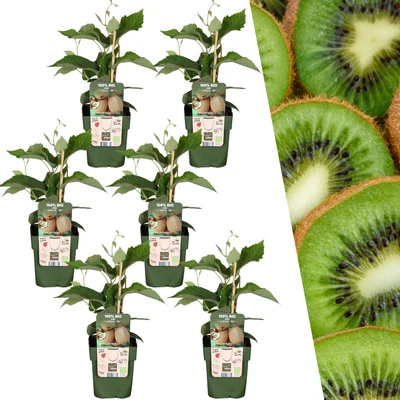 6 x piante di kiwi biologiche - Actinidia deliciosa - Ø13 cm - altezza... - Immagine 1 di 4
