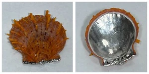 VINTAGE RARE STERLING SILVER DIP CASED SPINY OYSTER SEA SHELL SILVERED SPONDYLUS - Picture 1 of 5