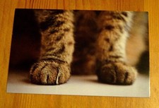 CAT PRINTED POSTCARD ~ PIXIEBOB PAWS ~ BY ASTRID HARRISSON - 2014 - NEW 