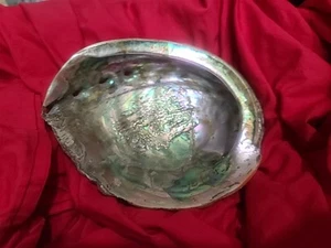 Red Abalone Shell 7 3/4 X 6 1/2 - Picture 1 of 8