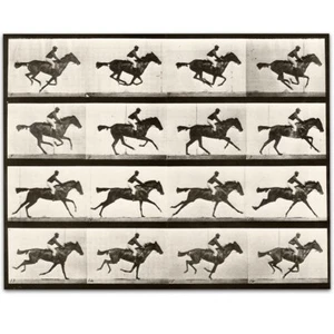 1887 Muybridge's Horse galoppierend Vintage Druck - 11x14 ungerahmter Druck - perfekt - Bild 1 von 7
