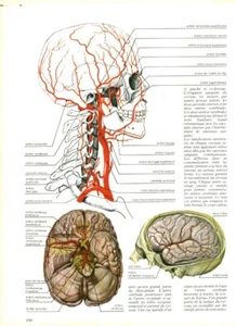 Kuriositätenkabinett menschliche Anatomie die Arterien aus Buch 1983 - Bild 1 von 1