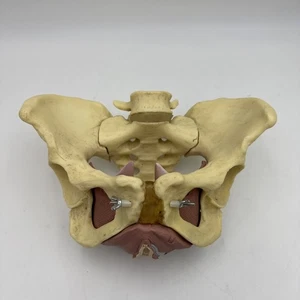ESP Female Pelvis Anatomical Model with Muscles of The Pelvic Floor Model - Picture 1 of 8