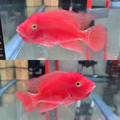 Premium Flowerhorn - Male Super Red Monkey 2.5 inches - Overnight USA Shipping - Image 1 of 4
