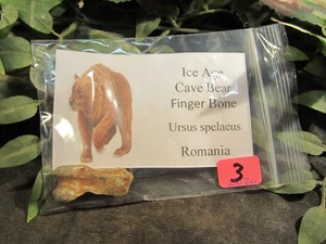 Hueso de dedo de oso cueva de la Edad de Hielo de Rumania - Imagen 1 de 9