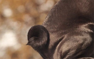 POSTAL DE PERRO PUG DETALLE GRAN TAMAÑO SIN USAR MUY BUENA COMO NUEVA - Imagen 1 de 2