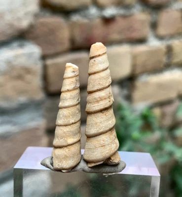 30 Carat Fossil Gastropod Turritella plebis Eocene Age Shell - Image 1 of 4