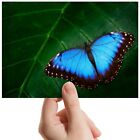 Blue Butterfly Insect Leaf Small Photograph 6" x 4" Art Print Photo Gift #14398