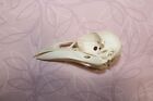#4 Véritable taxidermie professionnelle crâne de corbeau naturel escroc oiseau