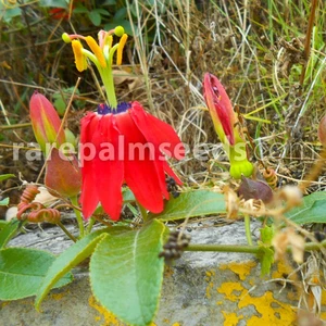 Passiflora manicata – Leuchtend rote Wunderblume: Exotik für Ihr Zuhause aus Sam - Bild 1 von 5