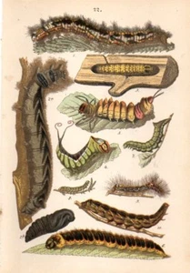 1889 HOFMANN CHROMO Caterpillars: leopard, lobster & puss moth, yellow underwing - Picture 1 of 3