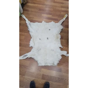 FHSD43 - Karibu weiß schönes Fell 50”x30” - Bild 1 von 10