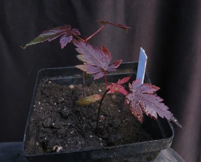 2 Seed-Grown Acer Palmatum 'Beni Otake' Japanese Maple Tree Seedlings - Image 1 of 4