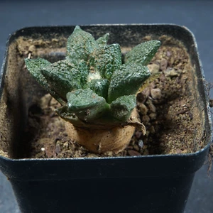 Ariocarpus Fi varietà originale piante propria radice LAGE - Foto 1 di 7