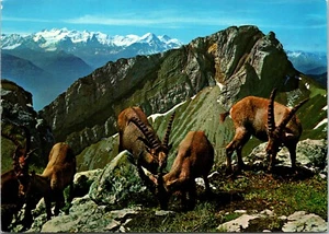 Postal Alpine Ibex en Steiglihorn Matthorn Berneses Alpes Suiza - Imagen 1 de 2
