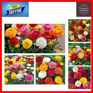30 Count Hardy Ranunculus Mixed Flower Corms - Vibrant Peony Blooms Size 6/7 - Picture 1 of 7