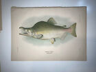 1906 Hoen Bowers Fish Alaska Rare Fine 2 Prints Humpback Salmon Breeding