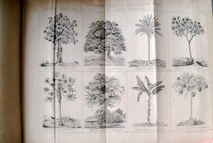 Hochstetter Populäre Botanik Pflanzen..3. Band 1877 Mit 84 Abbildungen 7 Tafeln - Bild 1 von 1