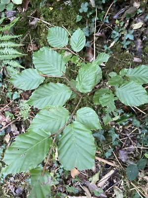 European Beech Seedling 15-30cm - Image 1 of 2