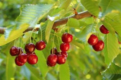 TU PROPIO JARDÍN 15 Semillas de Cerezo Rojo