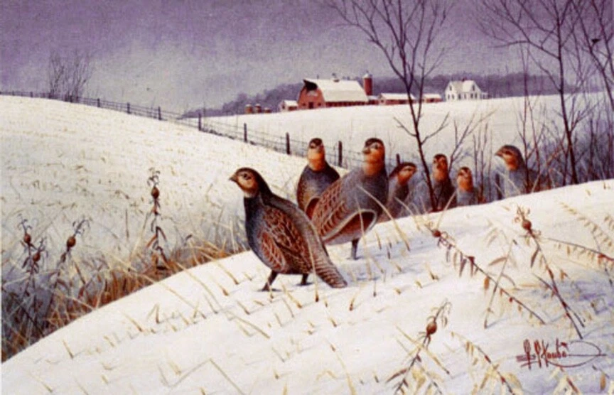 hungarian partridge products for sale | eBay