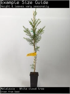 Melaleuca - White cloud tree (Melaleuca bracteata) Tree Plant - Picture 1 of 4