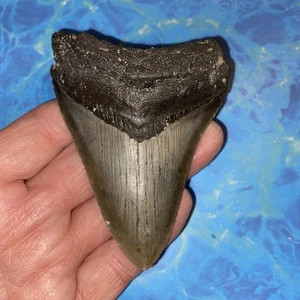 MEGALODON SHARK TOOTH 3.76”  HUGE TEETH MEG SCUBA DIVER DIRECT FOSSIL NC 5292 - Picture 1 of 8