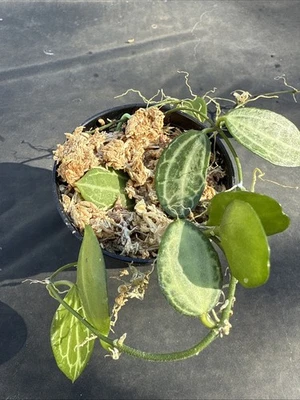 Dischidia Ovata 'Watermelon' Live Succulent Plant Hoya Aroid Tropical Rare - Image 1 of 2