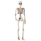 36cm Human Halloween Skull Skeleton Decoration Anatomical Model