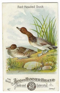Hermosa tarjeta de pájaros Red Headed Duck Arm & Hammer Church & Co #47 c1890 - Imagen 1 de 2